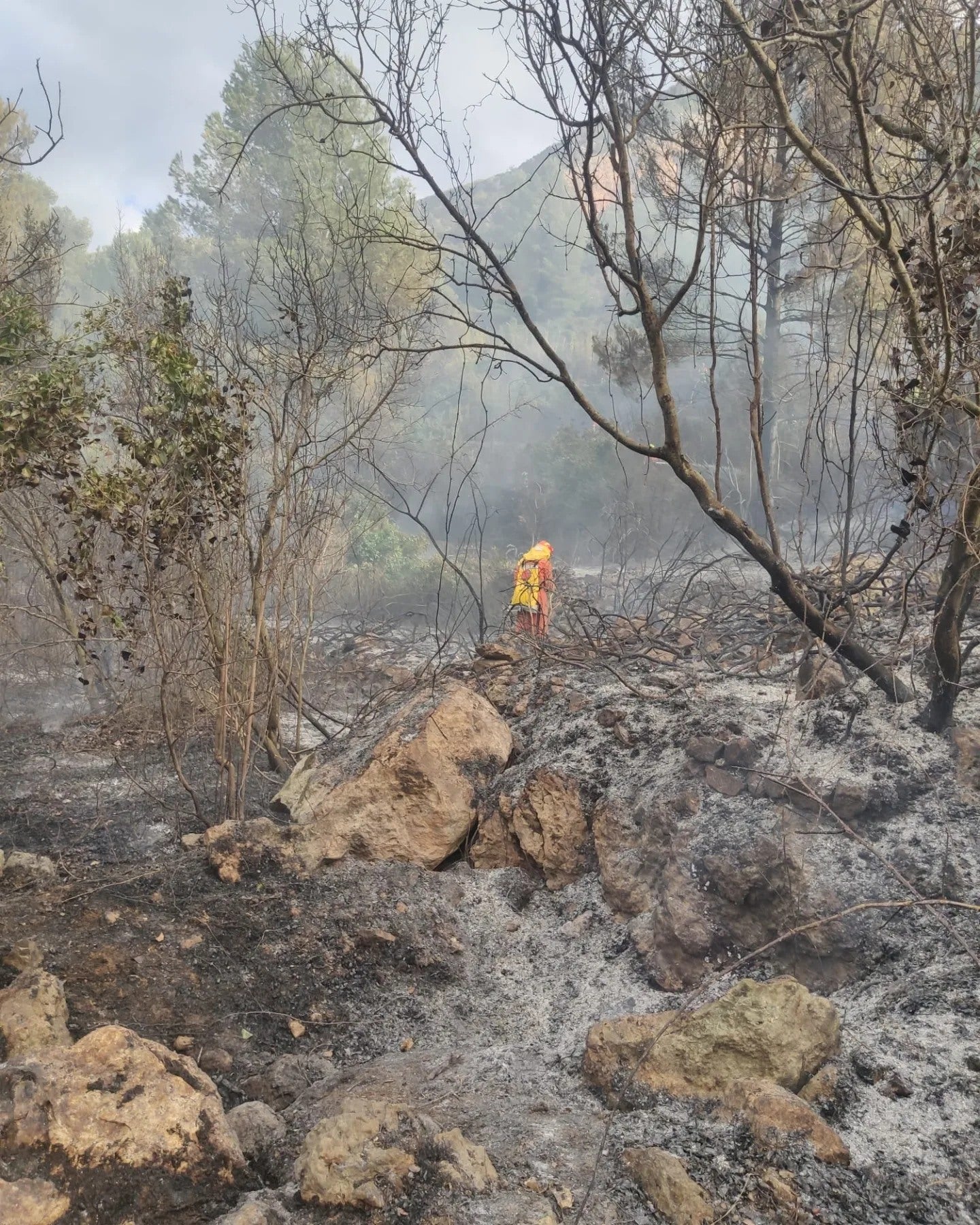 Alzira destina cerca de 80 mil euros del presupuesto para la prevención de incendios forestales Alzira destina cerca de 80 mil euros del presupuesto para la prevención de incendios forestales