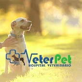 Perros humanizados. ¿Cuáles son los perjuicios de tratarles como si fueran personas? Perros humanizados. ¿Cuáles son los perjuicios de tratarles como si fueran personas?