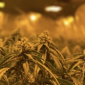 Plantación de marihuana localizada por la Policía Local de Elche. Plantación de marihuana localizada por la Policía Local de Elche.