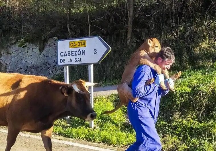 El ternero cántabro que emociona en las redes sociales El ternero cántabro que emociona en las redes sociales