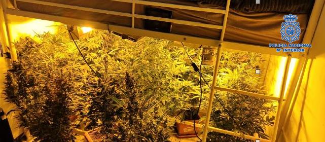 Detienen en Puertollano a tres integrantes de un grupo criminal dedicado a la plantación de marihuana Detienen en Puertollano a tres integrantes de un grupo criminal dedicado a la plantación de marihuana