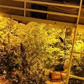 Plantación de marihuana localizada en Puertollano Plantación de marihuana localizada en Puertollano