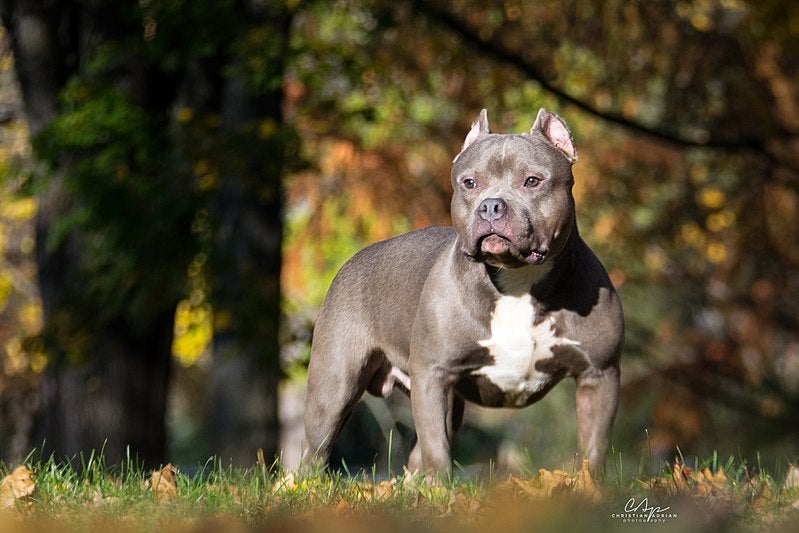 Este es el nuevo perro "prohibido" en Reino Unido Este es el nuevo perro "prohibido" en Reino Unido