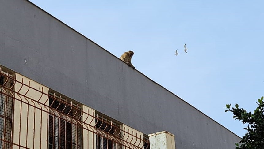 Un macaco se pasea por los tejados de varios institutos de La Línea Un macaco se pasea por los tejados de varios institutos de La Línea