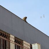 Un macaco se pasea por los tejados de varios institutos de La Línea 