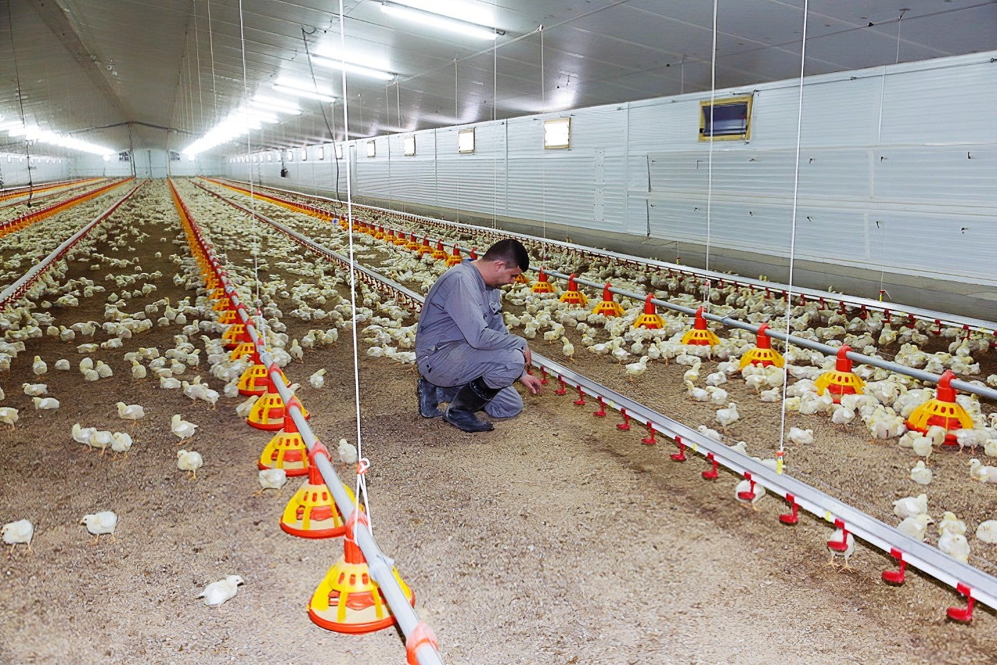 El sector de l'aviram assegura que l'única manera de rebaixar l'ús d'aigua és reduir la producció El sector de l'aviram assegura que l'única manera de rebaixar l'ús d'aigua és reduir la producció