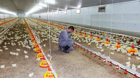 El sector de l'aviram assegura que l'única manera de rebaixar l'ús d'aigua és reduir la producció El sector de l'aviram assegura que l'única manera de rebaixar l'ús d'aigua és reduir la producció