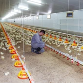 El sector de l'aviram assegura que l'única manera de rebaixar l'ús d'aigua és reduir la producció El sector de l'aviram assegura que l'única manera de rebaixar l'ús d'aigua és reduir la producció