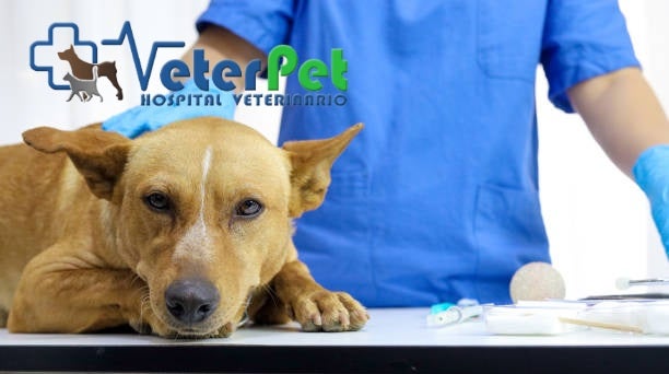 La cojera en perros es una de las causas más frecuentes de consulta en clínicas veterinarias VETERPET La cojera en perros es una de las causas más frecuentes de consulta en clínicas veterinarias VETERPET