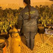 Plantas aprehendidas en la operación