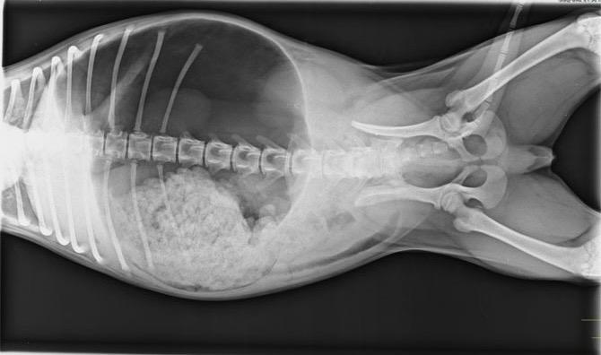 Veterinario de Cabecera 06/02/2024 (Dilatación-torsión de estomago en perros) Veterinario de Cabecera 06/02/2024 (Dilatación-torsión de estomago en perros)