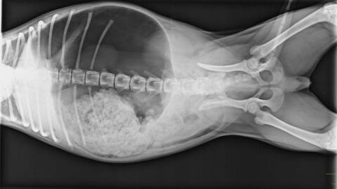 Estomago dilatado en perro