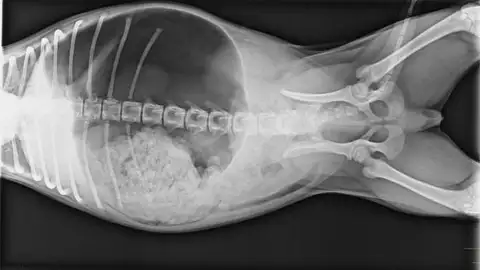 Estomago dilatado en perro Estomago dilatado en perro