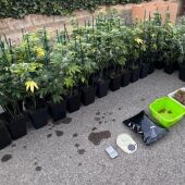 Policía Local y Guardia Civil desmantelan una plantación de marihuana en l’Alcora