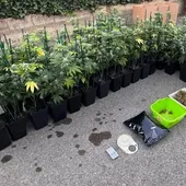Policía Local y Guardia Civil desmantelan una plantación de marihuana en l’Alcora Policía Local y Guardia Civil desmantelan una plantación de marihuana en l’Alcora