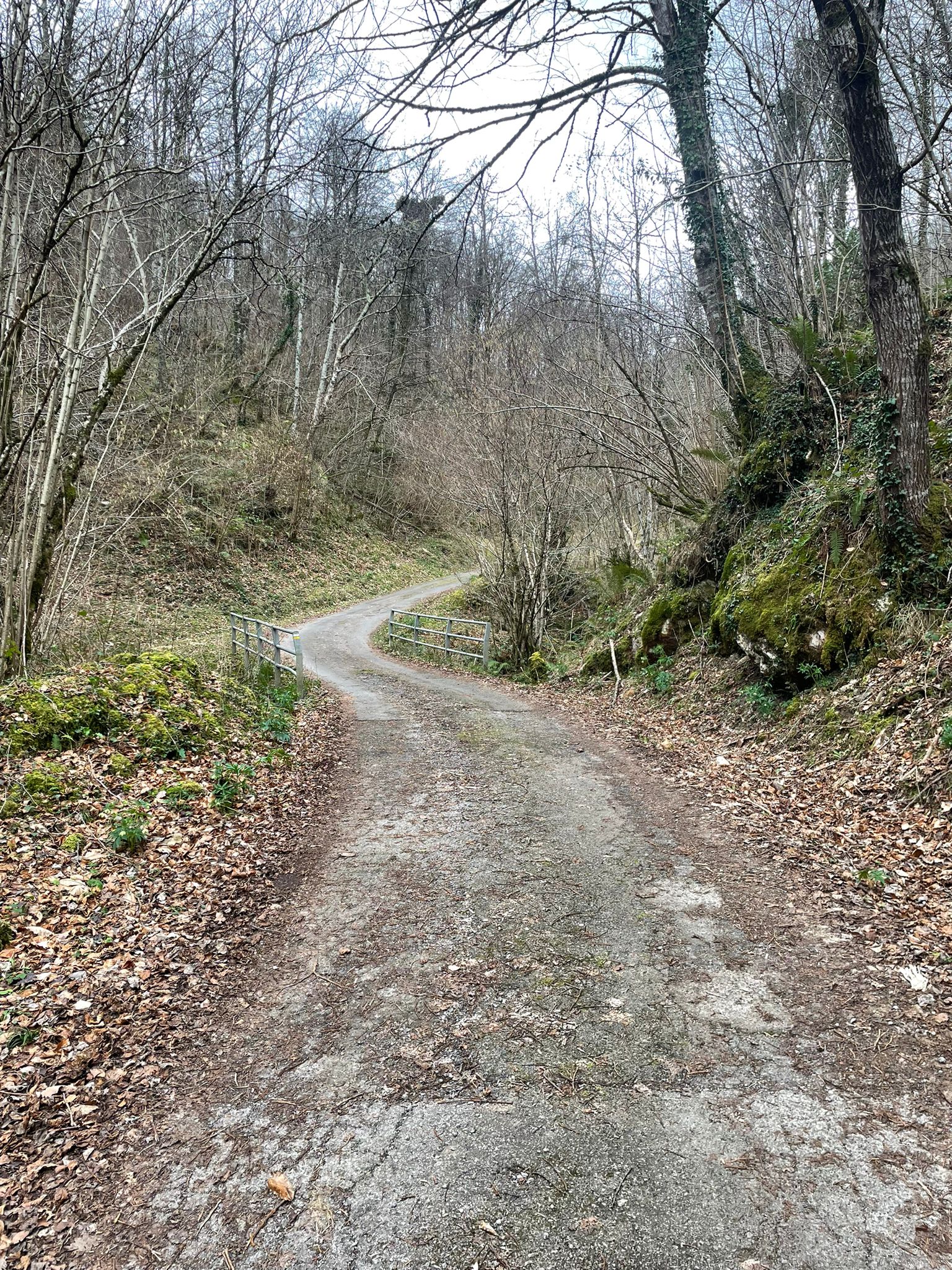 Fomento inicia la obra para mejorar el acceso a Vibuli, en la reserva de la biosfera de Ponga Fomento inicia la obra para mejorar el acceso a Vibuli, en la reserva de la biosfera de Ponga