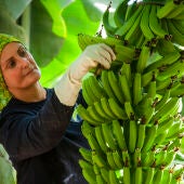 Recolección del plátano de Canarias