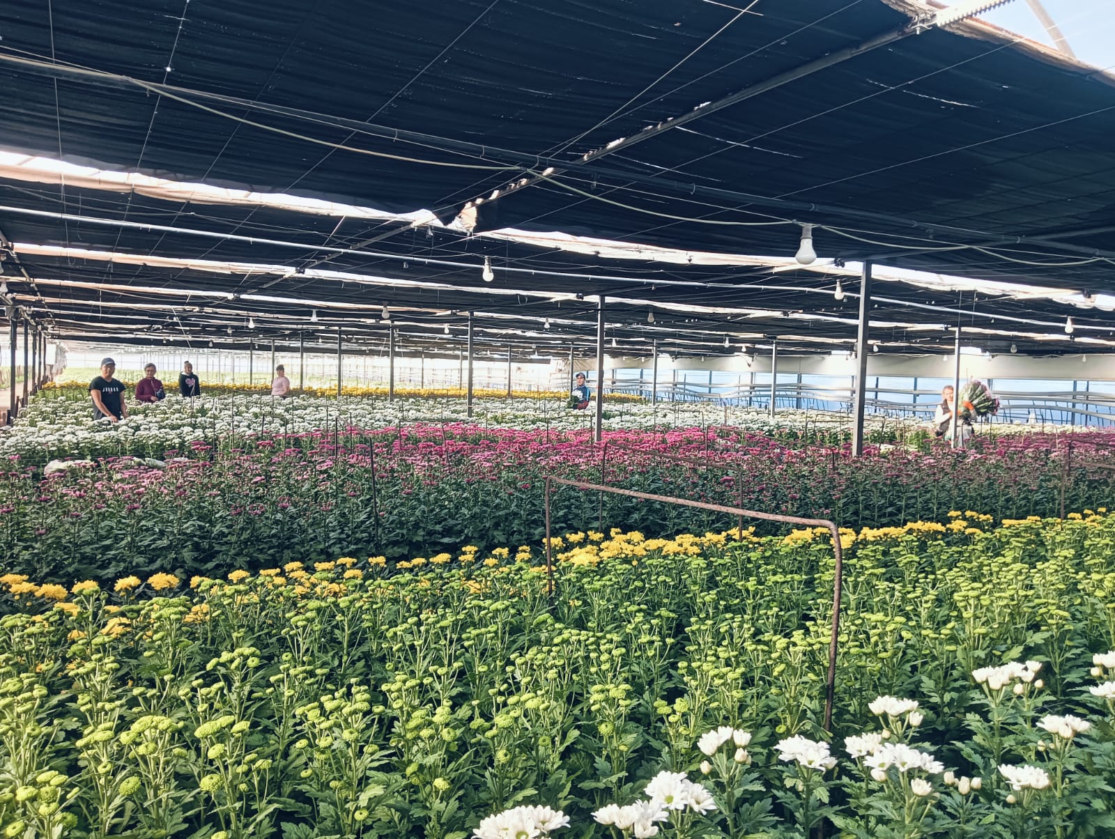 El sector de la flor cortada en la Vega Baja apenas se recupera tras la pandemia El sector de la flor cortada en la Vega Baja apenas se recupera tras la pandemia