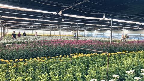Floricultura