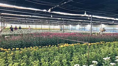 El sector de la flor cortada en la Vega Baja apenas se recupera tras la pandemia Floricultura