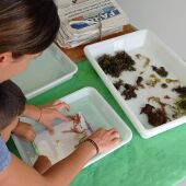 Taller de algas del centro de buceo 'burbujas' y el museo abierto de Ceuta