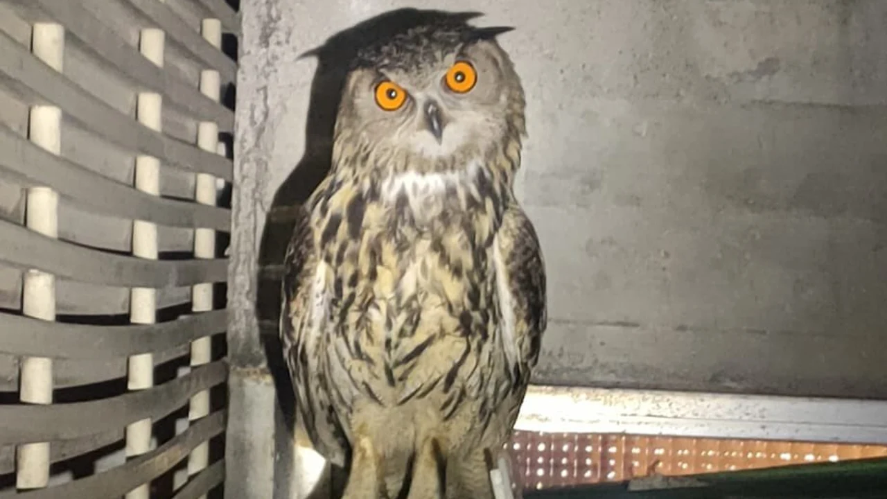 Ejemplar de buho real rescatado en un edificio del centro de Madrid
