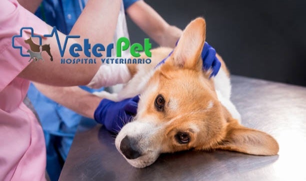 La peligrosa torsión de estómago en el perro. Qué es, como prevenirla, reconocerla y cuándo actuar La peligrosa torsión de estómago en el perro. Qué es, como prevenirla, reconocerla y cuándo actuar