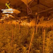 Interceptan 1.700 plantas de marihuana en un narcopiso de Oropesa 