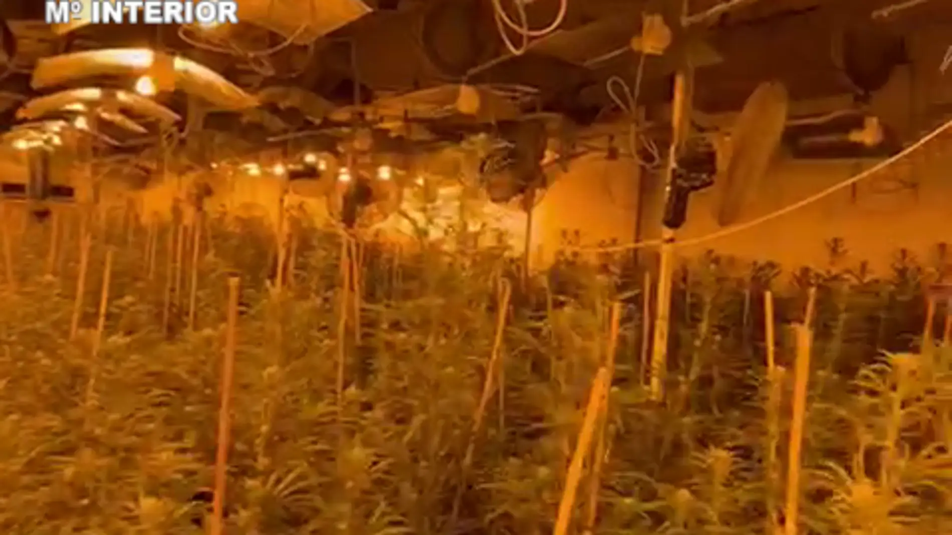 Interceptan 1.700 plantas de marihuana en un narcopiso de Oropesa 