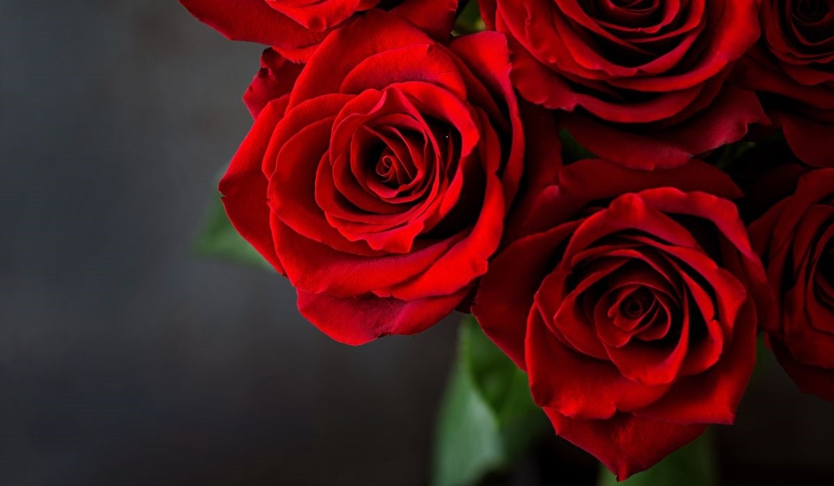 Este Sant Jordi se venderán 7 millones de rosas Este Sant Jordi se venderán 7 millones de rosas