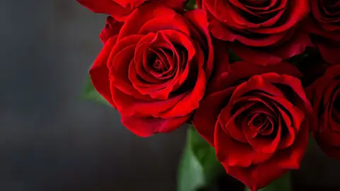 Rosas Rojas Rosas Rojas