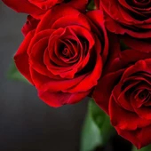 Rosas Rojas Rosas Rojas