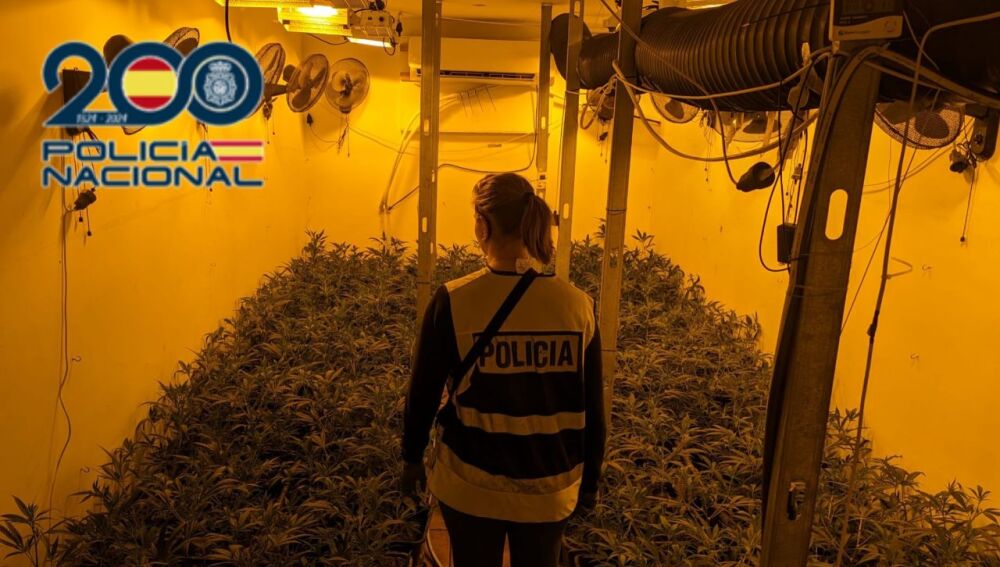 La plantación en el interior del chalé