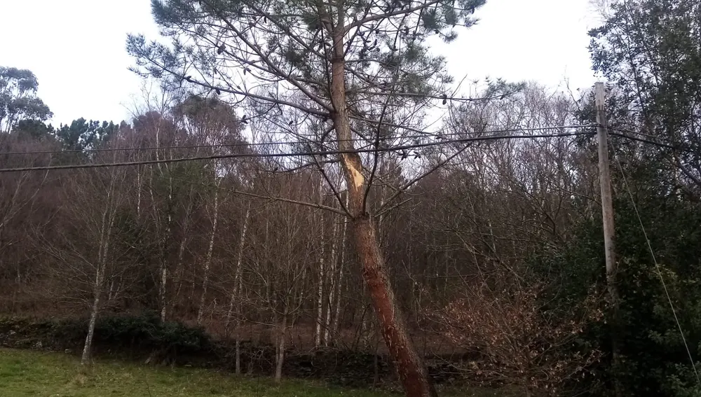 Vecinos de Rodella (Boal) denuncian que los cables eléctricos rozan con los arboles. Vecinos de Rodella (Boal) denuncian que los cables eléctricos rozan con los arboles.