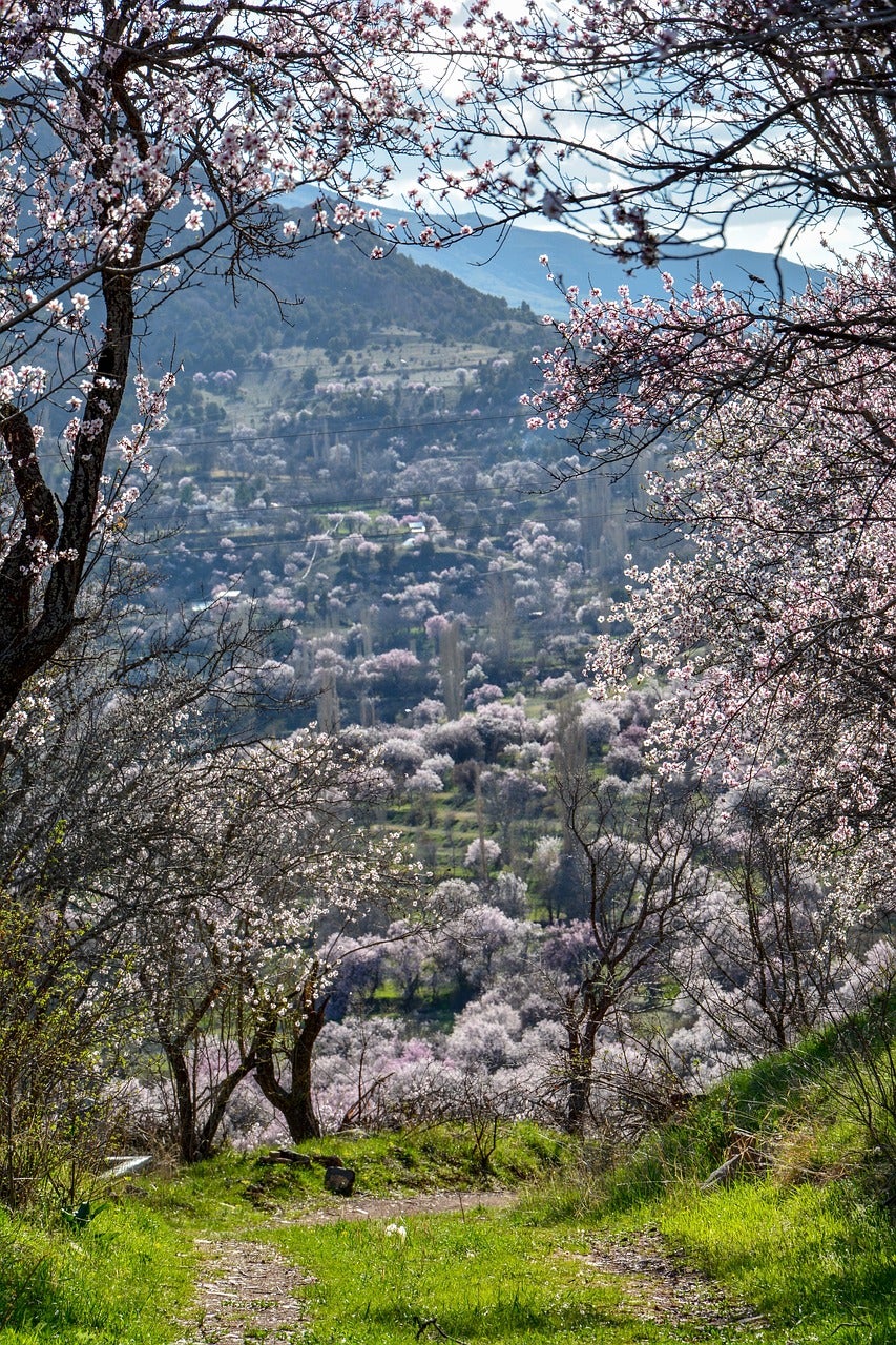 Agricultores del norte de Granada alertan de la llegada a esta zona de la avispilla del almendro: la primera vez que se detecta en Andalucía Agricultores del norte de Granada alertan de la llegada a esta zona de la avispilla del almendro: la primera vez que se detecta en Andalucía