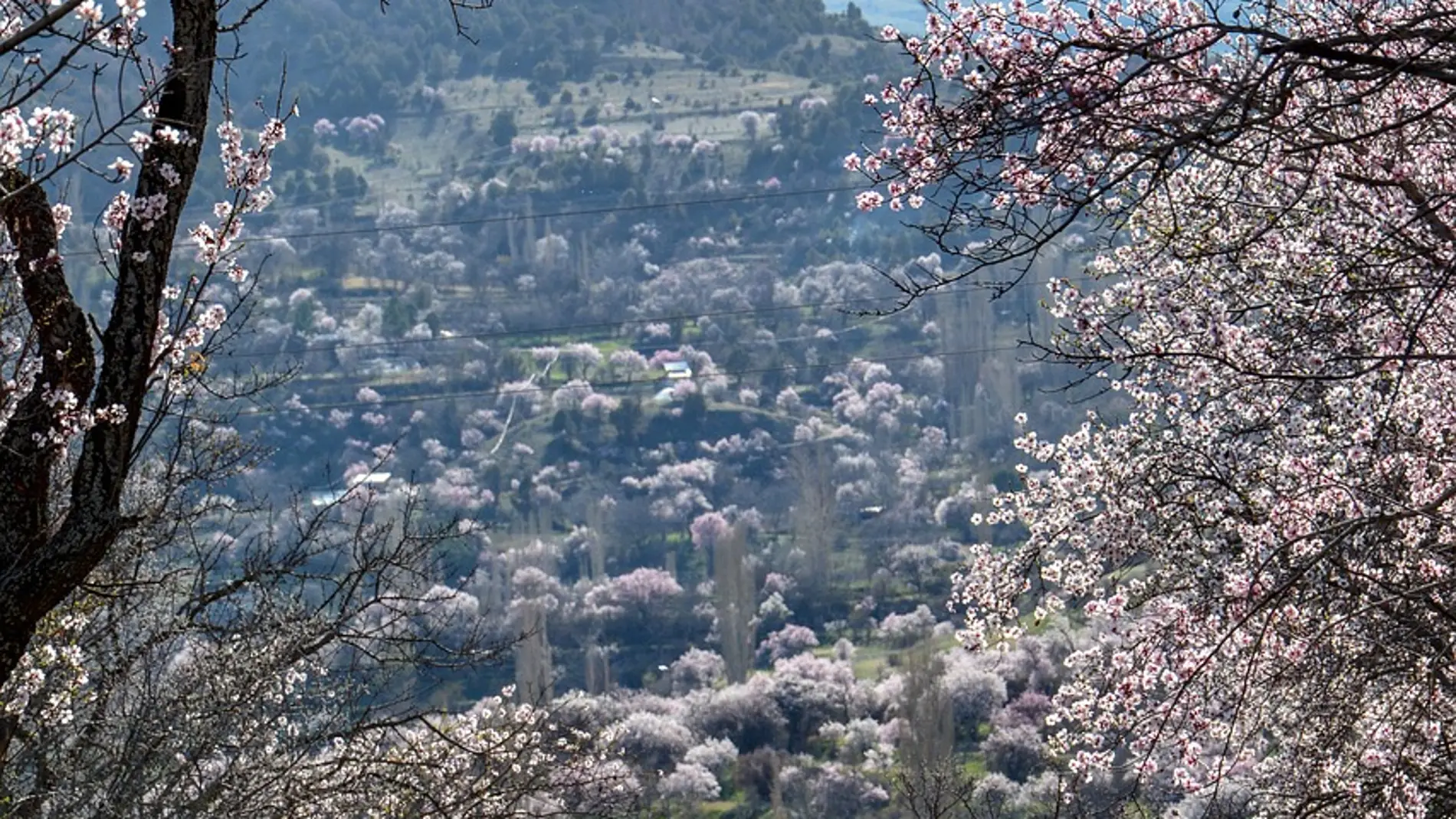 Campos de Almendros Campos de Almendros