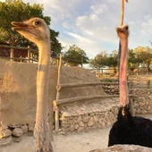 Roban un huevo de una especie de avestruz, en peligro de extinción, del 'Minihollywood' de Tabernas Roban un huevo de una especie de avestruz, en peligro de extinción, del 'Minihollywood' de Tabernas