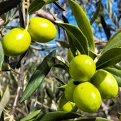 Empresas agroalimentarias rechazan proyecto "Neodimio" Empresas agroalimentarias rechazan proyecto "Neodimio"