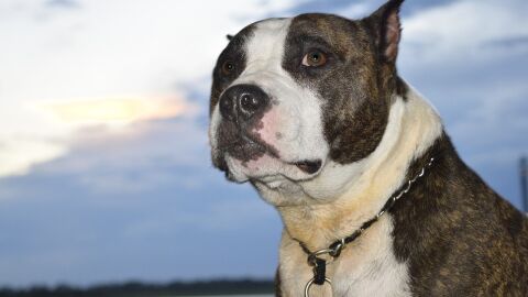 Pitbull
