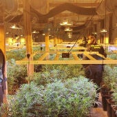 La Guardia Civil desmantela en Les Alqueries un cultivo de marihuana indoor con 730 plantas