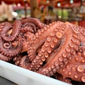 Imagen de archivo de pulpo. Imagen de archivo de pulpo.