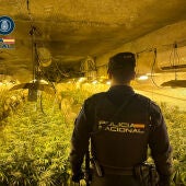 Desmantelan un centro de cultivo de marihuana en Sonseca
