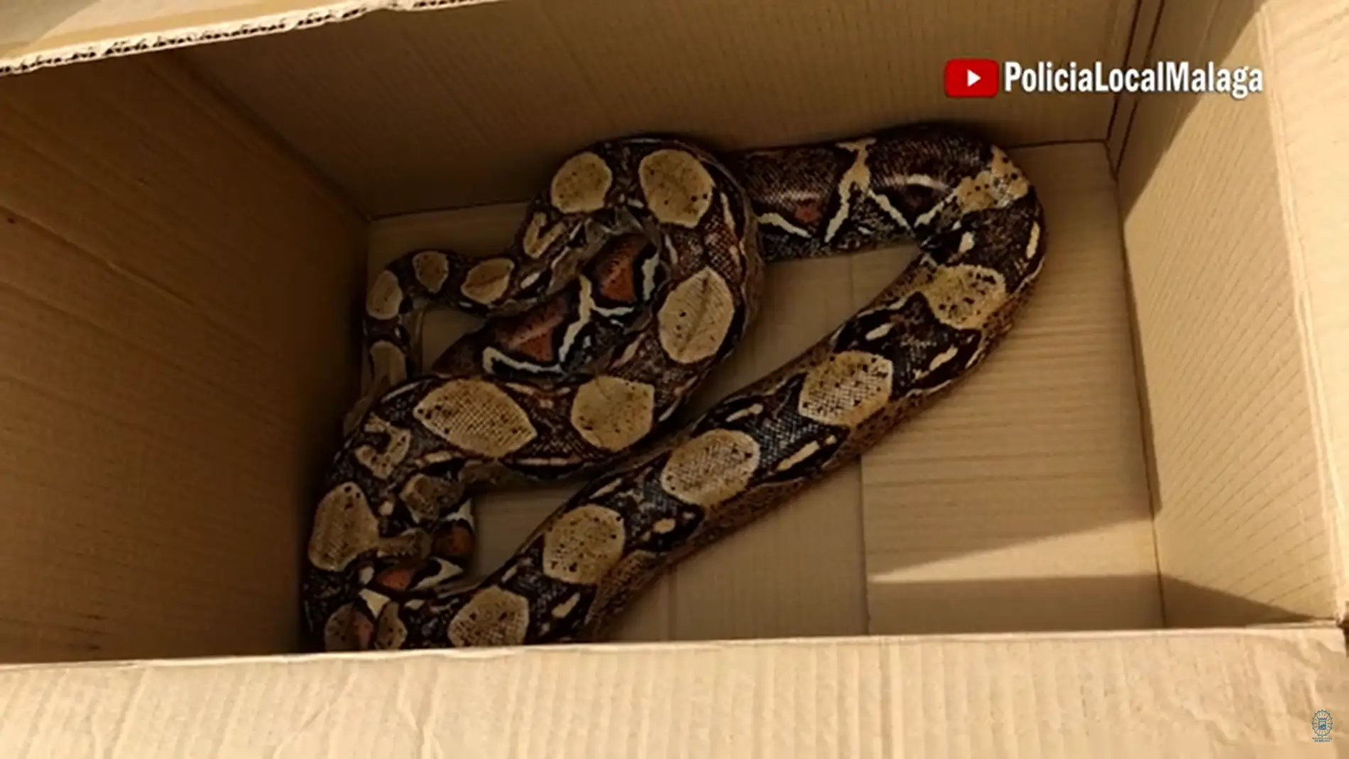 La Policía Local de Málaga recupera una serpiente boa de 2,3 metros de longitud