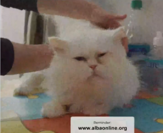 Adopta en JELO: El gatito Mofletes busca una nueva familia Adopta en JELO: El gatito Mofletes busca una nueva familia