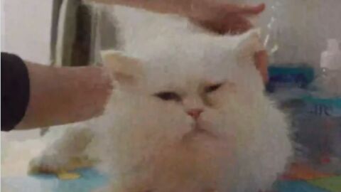 El gato abandonado Mofletes 