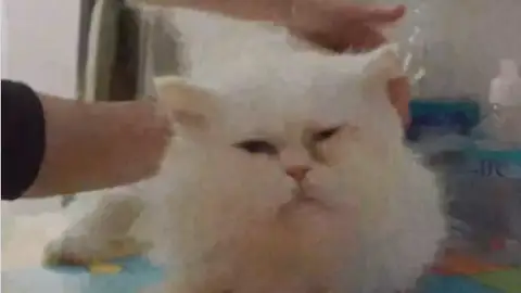 El gato abandonado Mofletes El gato abandonado Mofletes