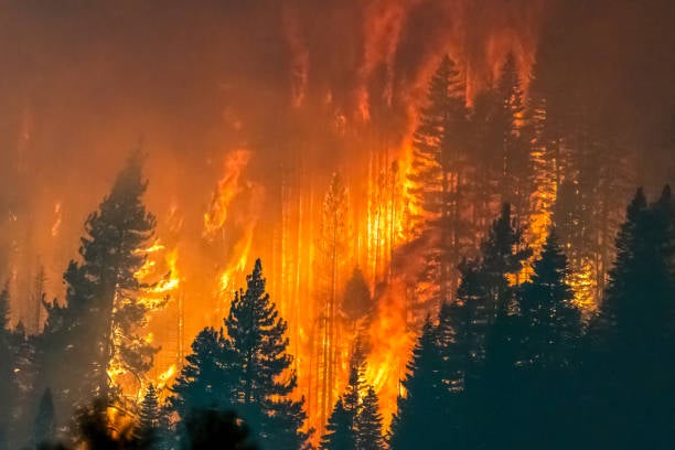 ¿Qué está pasando con los incendios forestales? ¿Qué está pasando con los incendios forestales?
