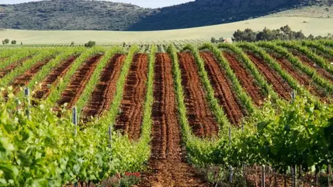 Viñedos del Campo de Calatrava Viñedos del Campo de Calatrava