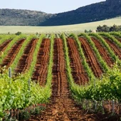 Viñedos del Campo de Calatrava Viñedos del Campo de Calatrava