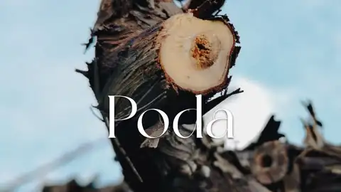 Poda nas viñas da DO Rías Baixas En Onda Cero concedemos protagonismo al sector de la viticultura de la mano del Consello Regulador de la Denominación de Origen Rías Baixas.
